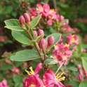 Lonicera korolkowii var. zabeli fleur P17